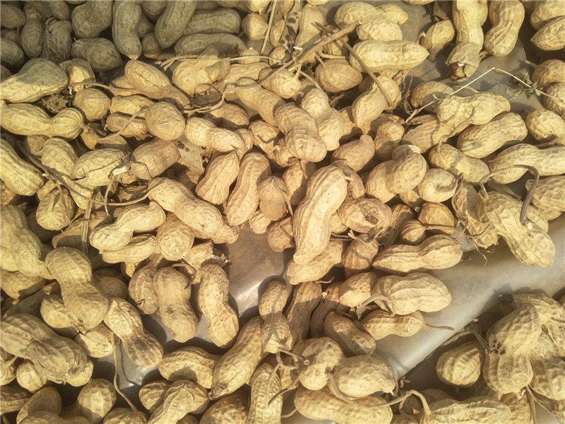 1 Groundnut