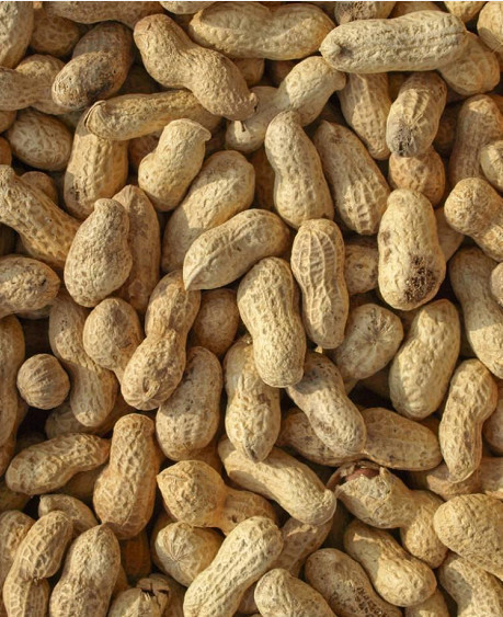 Fäerdeg Groundnut