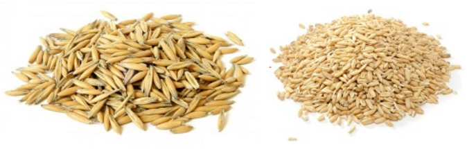 Irugbin oat